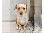 Cocker Spaniel-Jack Russell Terrier Mix DOG FOR ADOPTION RGADN-1390306 - Sampson