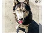 Mix DOG FOR ADOPTION RGADN-1390323 - Oso - Husky Dog For Adoption