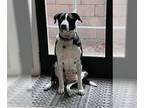 Australian Shepherd-Maremma Sheepdog Mix DOG FOR ADOPTION RGADN-1390324 - Lola -