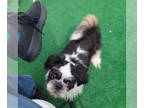 Shih Tzu DOG FOR ADOPTION RGADN-1390342 - Benny - Shih Tzu Dog For Adoption