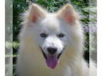 Huskies -Pomeranian Mix DOG FOR ADOPTION RGADN-1390346 - Griffin - Pomeranian /