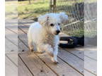 Poodle (Toy) DOG FOR ADOPTION RGADN-1390347 - Casper Jul 24 - Poodle (Toy) (long