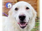 Great Pyrenees DOG FOR ADOPTION RGADN-1390350 - Maureen - Great Pyrenees (long