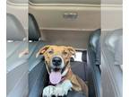 Mountain Cur Mix DOG FOR ADOPTION RGADN-1390351 - Ellie - Mountain Cur / Hound /