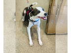 Mix DOG FOR ADOPTION RGADN-1390373 - Dixxie - Training Camp Session 28 - Feist