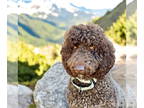 Poodle (Standard) Mix DOG FOR ADOPTION RGADN-1390383 - Miracle Aug 24 - Poodle