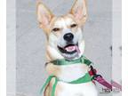 Carolina Dog Mix DOG FOR ADOPTION RGADN-1390387 - Mochaccino - Shepherd /