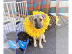 Black Mouth Cur Mix DOG FOR ADOPTION RGADN-1390388 - Alani - Shepherd / Black
