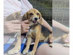 Beagle DOG FOR ADOPTION RGADN-1390389 - Colt: Not at the shelter (Kendra) -
