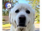 Great Pyrenees DOG FOR ADOPTION RGADN-1390394 - Goliath - Great Pyrenees (long