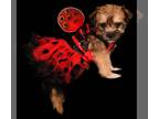 Rat Terrier Mix DOG FOR ADOPTION RGADN-1390401 - Bacon - Yorkshire Terrier