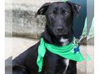 Basset Hound-Labrador Retriever Mix DOG FOR ADOPTION RGADN-1390407 - Senor Simon