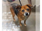 Pomeranian Mix DOG FOR ADOPTION RGADN-1390408 - Margie - Pomeranian / Mixed Dog