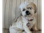 Havanese DOG FOR ADOPTION RGADN-1390423 - Luna - Havanese (long coat) Dog For