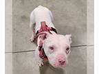 American Pit Bull Terrier Mix DOG FOR ADOPTION RGADN-1390425 - Amelia - blind -