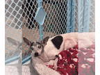 Rat Terrier Mix DOG FOR ADOPTION RGADN-1390433 - Yoda * - Rat Terrier / Mixed