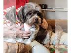 Lhasa Apso DOG FOR ADOPTION RGADN-1390434 - Zala - Lhasa Apso (long coat) Dog