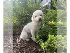 Bichon Frise DOG FOR ADOPTION RGADN-1390435 - Catherine - Bichon Frise (medium