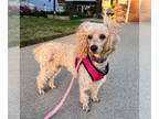 Poodle (Miniature) DOG FOR ADOPTION RGADN-1390444 - Milly - Poodle (Miniature)