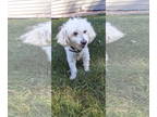 Poodle (Miniature) Mix DOG FOR ADOPTION RGADN-1390448 - Corky - Poodle