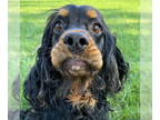 Cocker Spaniel DOG FOR ADOPTION RGADN-1390452 - Sheldon - Cocker Spaniel Dog For