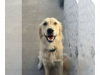 Golden Retriever DOG FOR ADOPTION RGADN-1390458 - Walter - Golden Retriever Dog