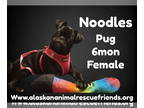 Pug Mix DOG FOR ADOPTION RGADN-1390463 - Noodles - Pug / Mixed (short coat) Dog