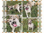 Feist Terrier Mix DOG FOR ADOPTION RGADN-1390464 - Morticia aka Mabel -