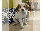Labrenees DOG FOR ADOPTION RGADN-1390468 - Jewel * - Great Pyrenees / Labrador