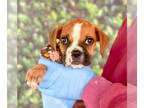 Boxer DOG FOR ADOPTION RGADN-1390472 - Slade - Boxer (short coat) Dog For