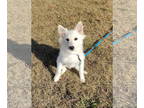 American Eskimo Dog DOG FOR ADOPTION RGADN-1390484 - Abbott - American Eskimo