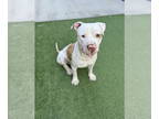 American Pit Bull Terrier Mix DOG FOR ADOPTION RGADN-1390487 - MELLOW - Pit Bull