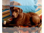 Chocolate Labrador retriever Mix DOG FOR ADOPTION RGADN-1390491 - Hershey -