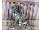 Plott Hound Mix DOG FOR ADOPTION RGADN-1390493 - **SABRINA** - Plott Hound /