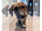 Dachshund Mix DOG FOR ADOPTION RGADN-1390505 - Zoe Jane - Dachshund / Mixed