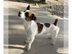 Jack Russell Terrier Mix DOG FOR ADOPTION RGADN-1390512 - Stanley (aka Cheese