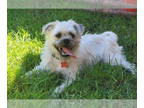 Brussels Griffon Mix DOG FOR ADOPTION RGADN-1390513 - Graciela - Brussels