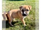 Boxer-Mountain Cur Mix DOG FOR ADOPTION RGADN-1390514 - Avery - Boxer / Mountain