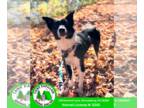 Border Collie Mix DOG FOR ADOPTION RGADN-1390526 - Sid - Border Collie / Mixed