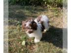 Lhasa Apso DOG FOR ADOPTION RGADN-1390527 - Sugar - Lhasa Apso / Poodle