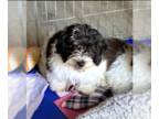 Lhasa Apso DOG FOR ADOPTION RGADN-1390528 - Spice - Lhasa Apso / Poodle