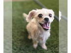 Poodle (Miniature) Mix DOG FOR ADOPTION RGADN-1390542 - Zuri - Terrier / Poodle