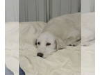 Great Pyrenees DOG FOR ADOPTION RGADN-1390546 - Amanda - Great Pyrenees Dog For
