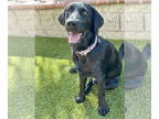 Labrador Retriever Mix DOG FOR ADOPTION RGADN-1390548 - Gibbs - Labrador