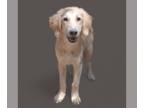 Golden Retriever Mix DOG FOR ADOPTION RGADN-1390553 - JONES - Golden Retriever /