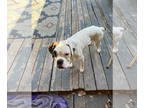 Boxer DOG FOR ADOPTION RGADN-1390559 - HOFFMAN - Boxer Dog For Adoption