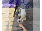 Boxer DOG FOR ADOPTION RGADN-1390560 - MIC - Boxer Dog For Adoption