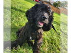 Cocker Spaniel Mix DOG FOR ADOPTION RGADN-1390561 - Coco *LIMITED VISION* -