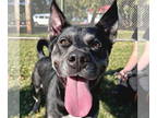 Huskies Mix DOG FOR ADOPTION RGADN-1390570 - Ziggy - Name Your Own Adoption Fee!