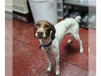 German Shorthaired Pointer Mix DOG FOR ADOPTION RGADN-1390572 - Kaira - German